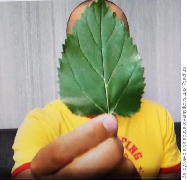 Простой листок