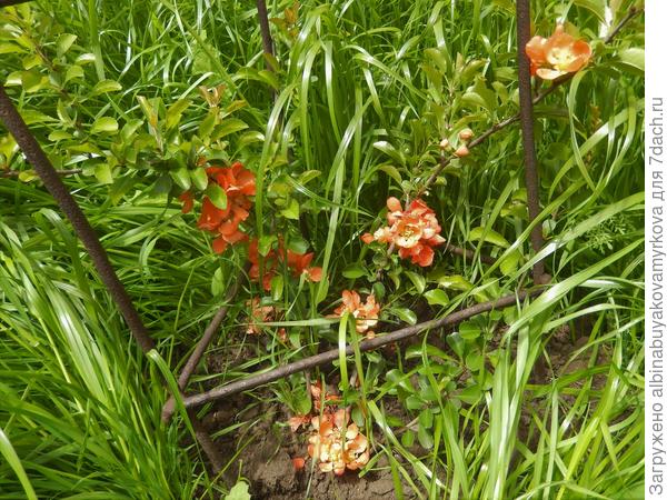 Этот  пришёл под названием &quot; Cido &quot;