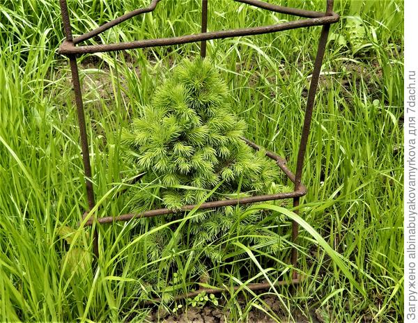 Это коника в этом году