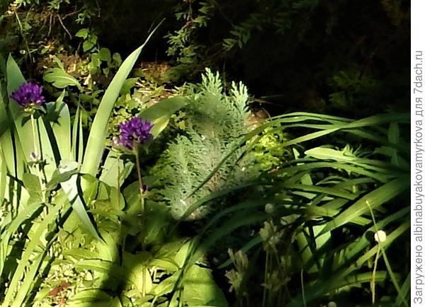 Кипарисовик ...   ему третий год