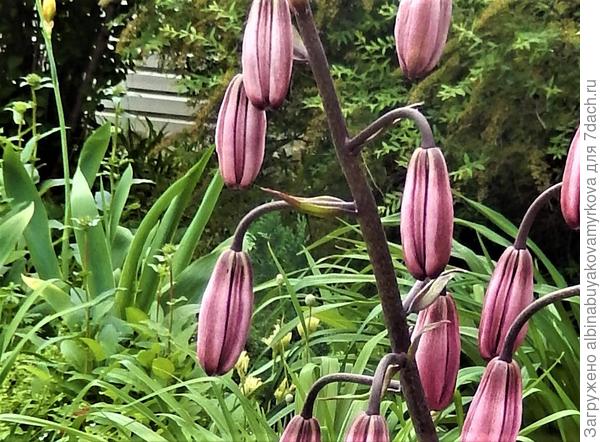 На заднем плане...Кипарисовик уже см50...