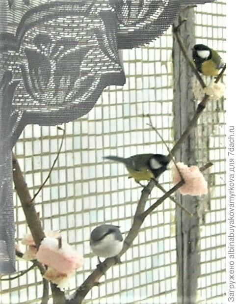 Синички и поползень