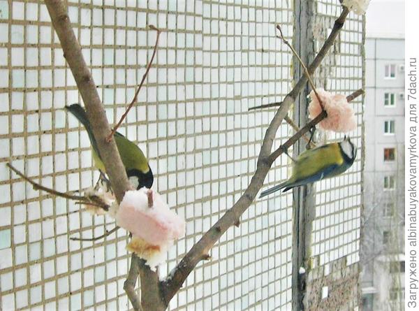 Синичка и лазоревка