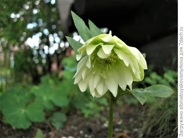 Мой красавец.