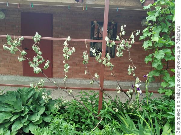 Куст винограда