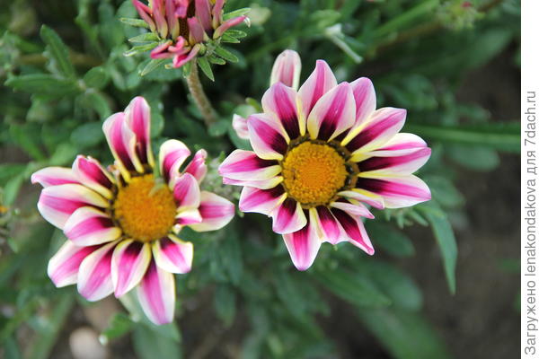 Гациния гибридная