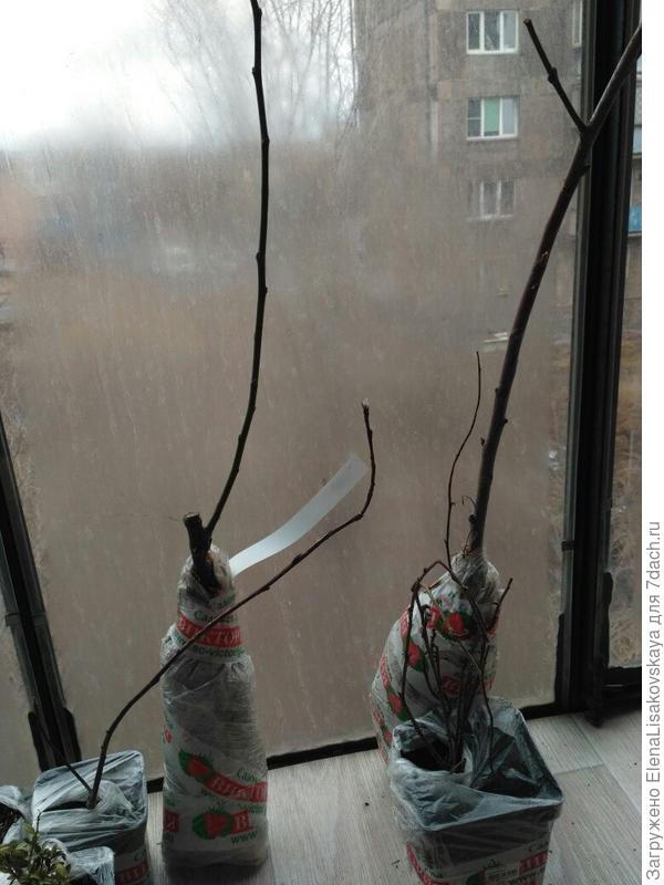 Ирга,яблоня,черешня и лимонник