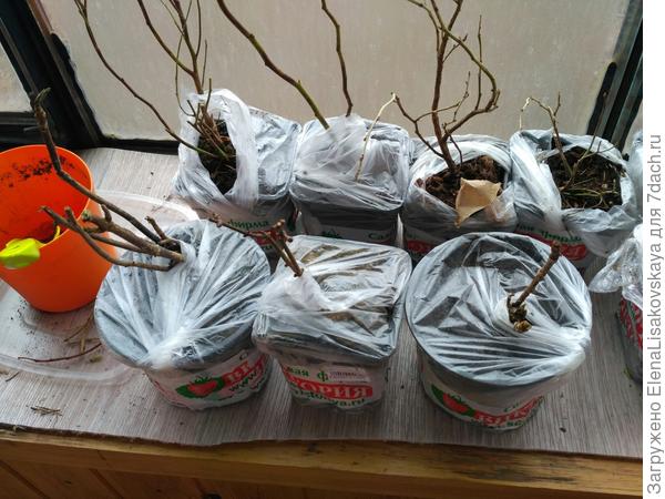 Дальний ряд саженцы голубики, ближний - гортензии