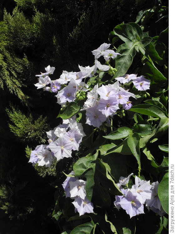 Картофельное дерево &ndash; это паслен горечавковидный родом из Южной Америки. Также встречается на Мадейре. Крупные виды красивоцветущего паслёна выращивают как кадочные растения. Большую популярность получили за красивые, довольно крупные цветы, продолжительное и обильное цветение, а также за быстрый рост и неприхотливость.