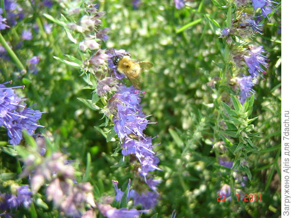 Пчелки очень любят иссоп