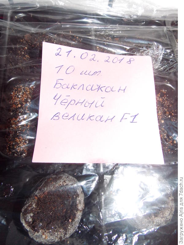 Семена в парничке