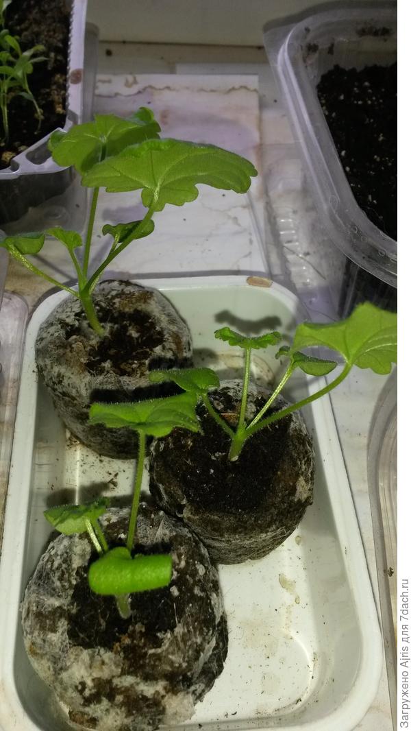 Вот такие большенькие уже