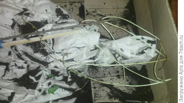 И это саженец СВГ?!