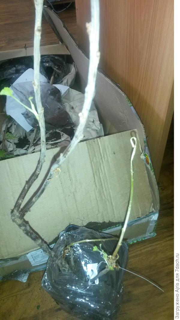 тоже палочки почти