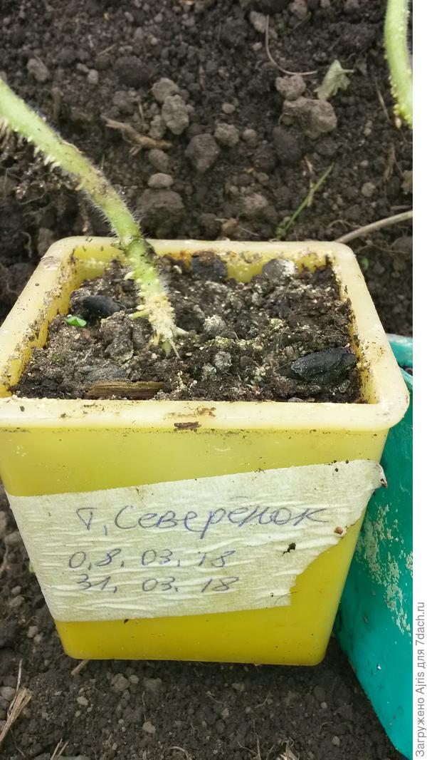 Корешки на стеблях