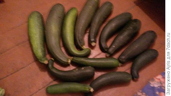 Урожай кабачков