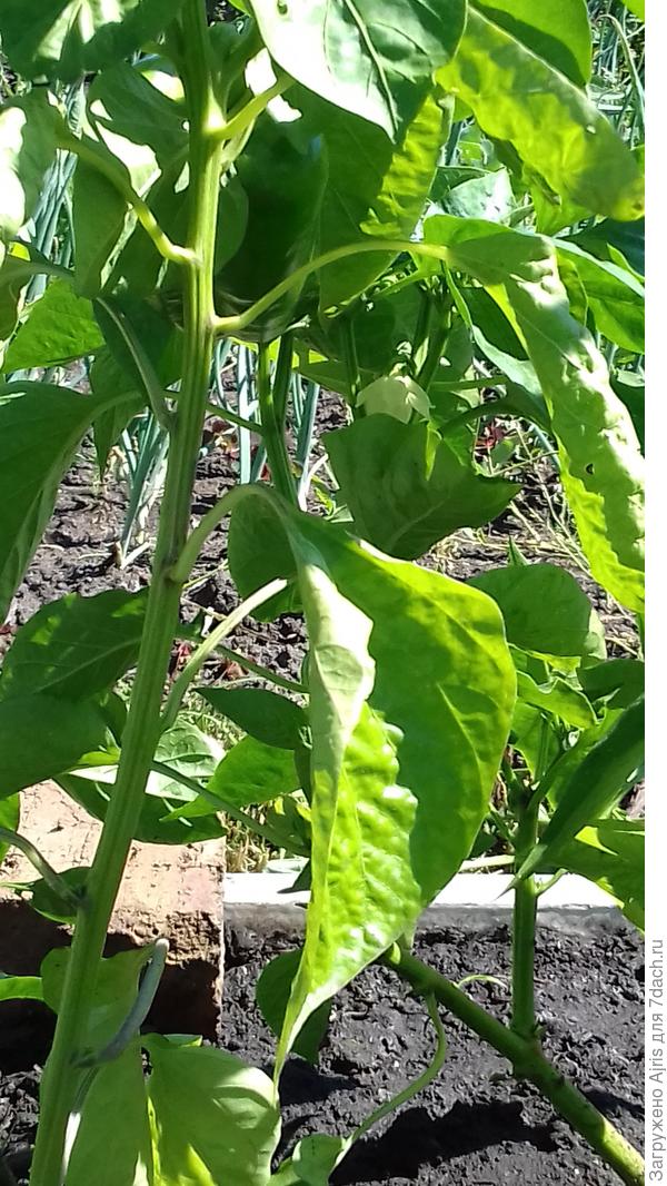 А вот и цветочек))))