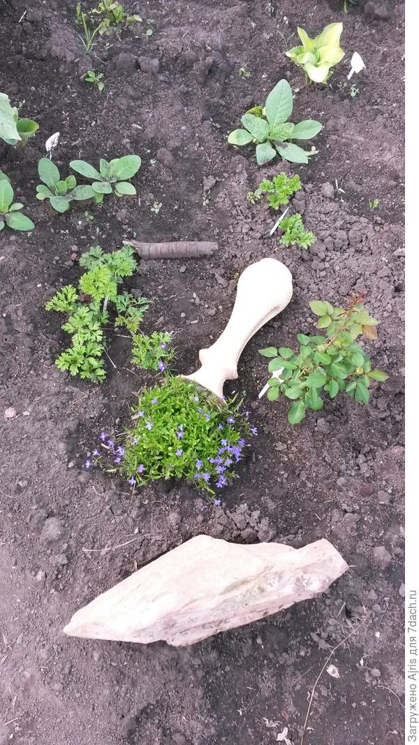 Всходят анемоны, розочка еще маленькая и табачки с новыми хостами