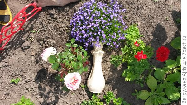 Лобелии в вазе, анемона и плетистая роза Цезарь