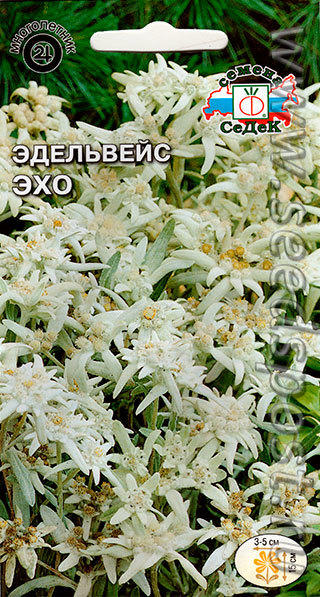 Эхо