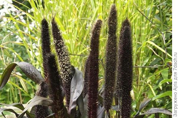 Пеннисетум (фото из интернета)