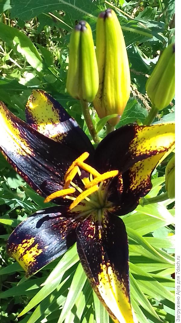 Моя красотка