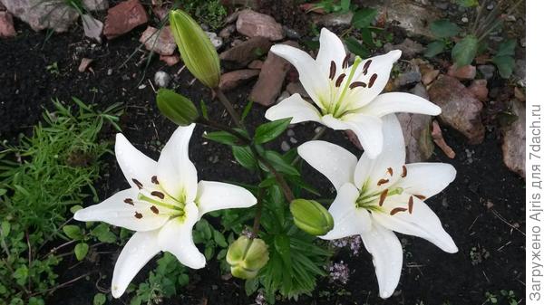 Сорт уже и не вспомнить. Цветет третий год и сильно разрастается. В этом году бутоны даже на детках