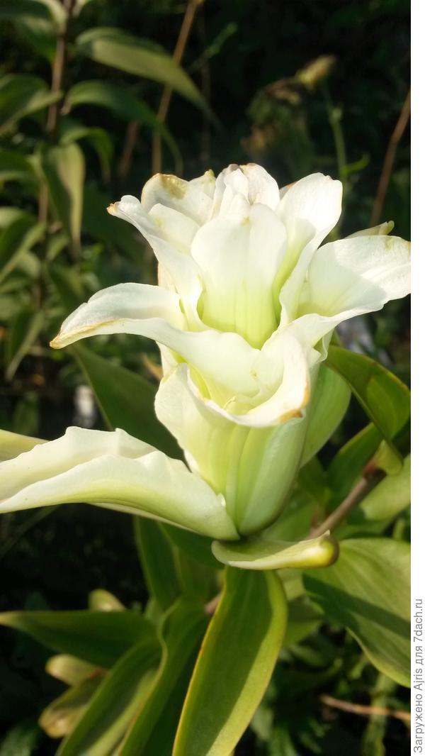 Вроде бы Дабл Людвиг. Но в том году была хиленькая , а в этом и вообще не расцвела