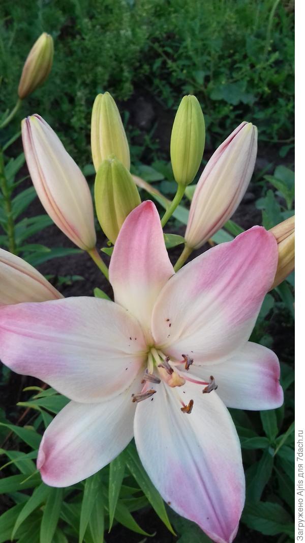 Коллега на работе поделилась