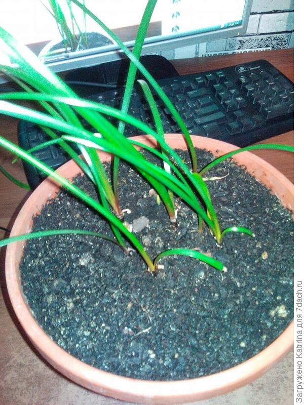 Не цветёт,вся надежда на весну)))