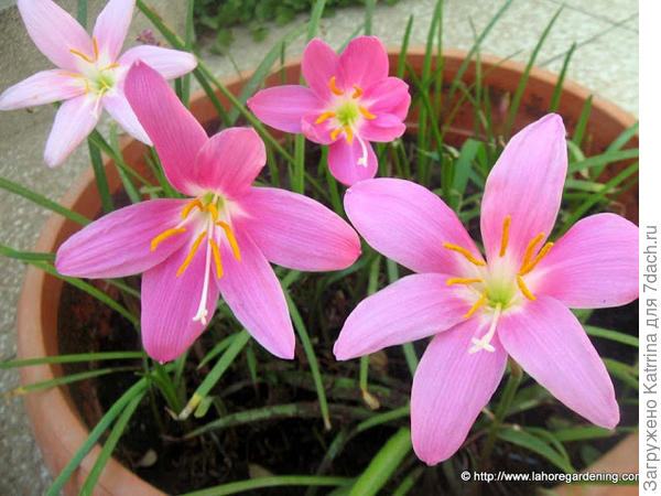 А должно быть примерно так)