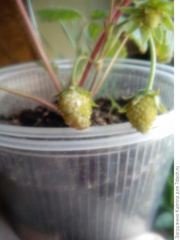 Жёлтое Чудо