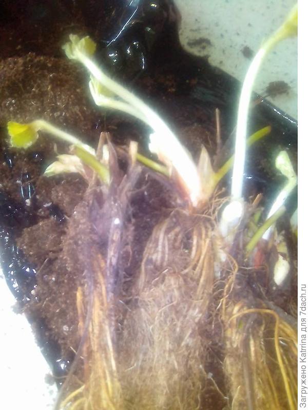 Много с цветочными почками