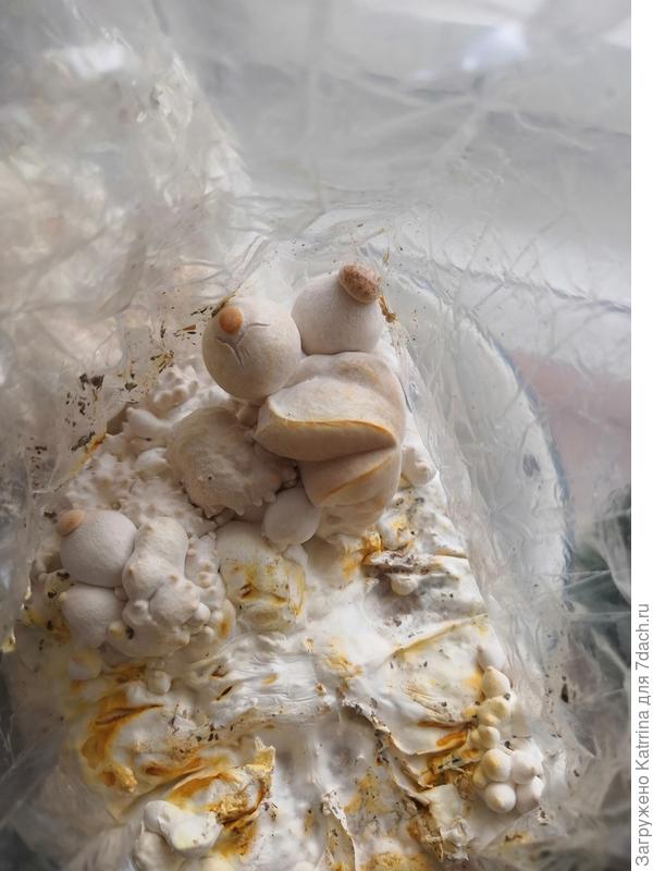 Это другие 2 блока...