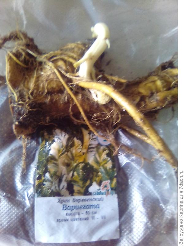 Хрен деревенский Вариегата (пестролистный)