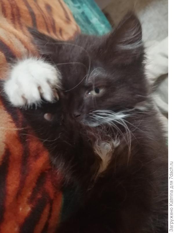 Вон,грабельки какие)))