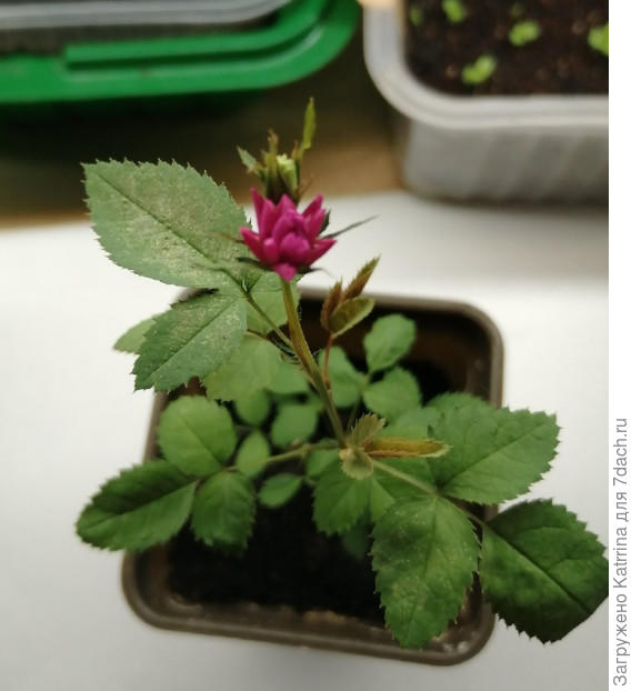 Листья выгорели на солнце немного