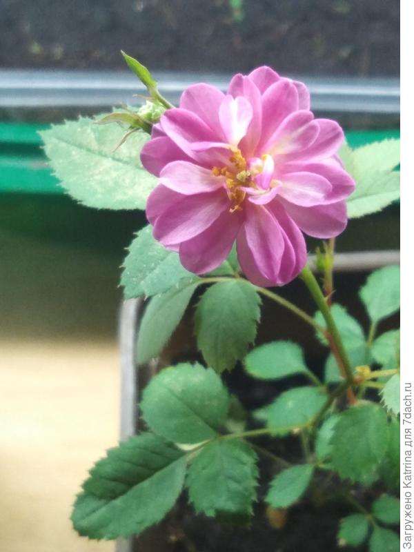 Очень ароматная!