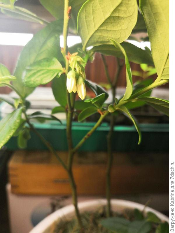 Черника Топ Хат. Бутончики