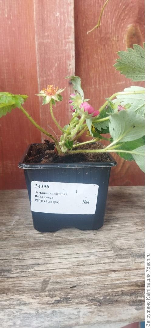 Земляника Вива Росса