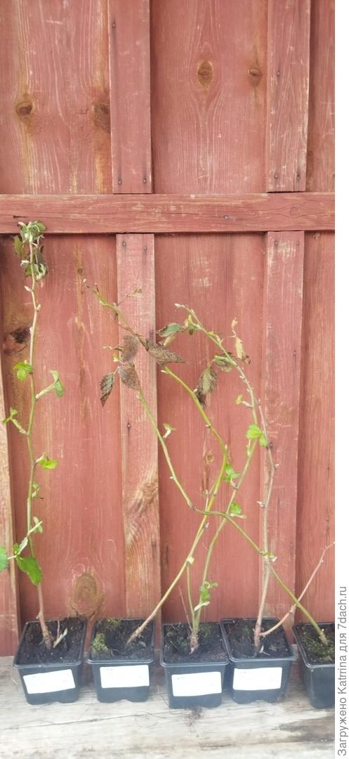 Ежевика садовая Dima Tiny Black