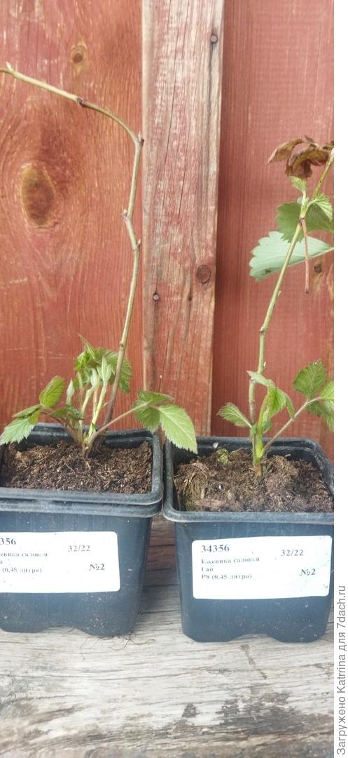 Ежевика садовая Гай