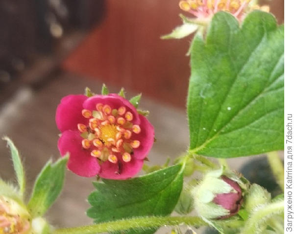 Земляника Вива Росса