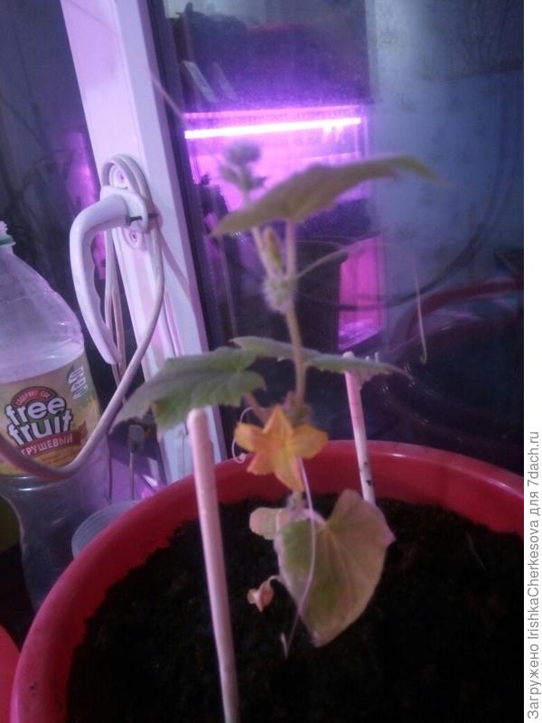 А вот еще один огурчик. Всего их 2 у меня. Около месяца от роду