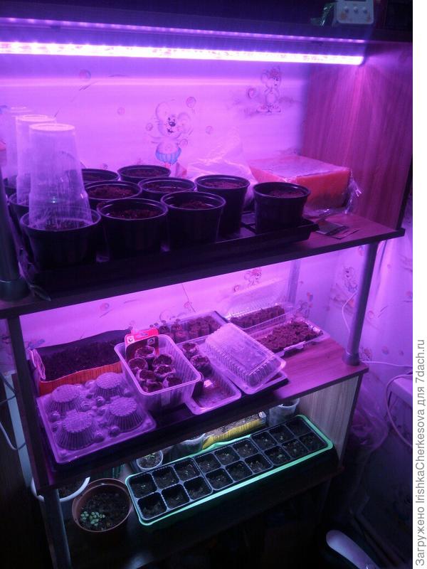 На стеллаже рассада перцев, земляники, томатов. А также базилик и гиацинты к 8 Марта для мамочки))