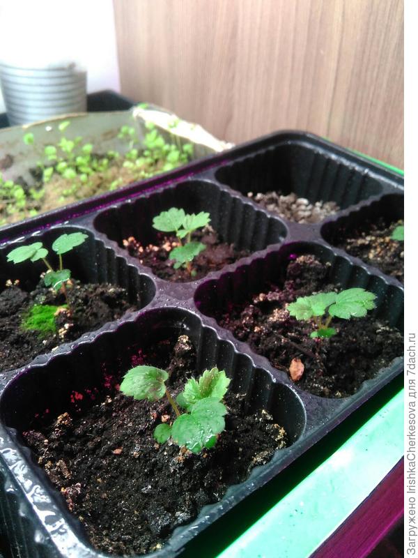 Земляника "Искушение"