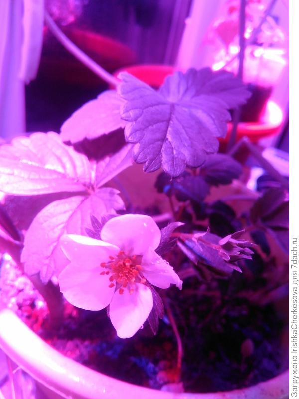 Клубничка с огорода