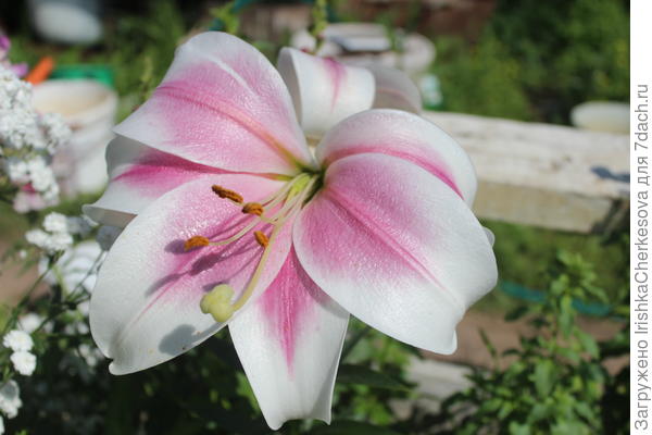 Красотка лилия