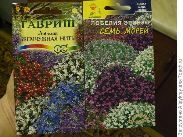 Семена прекрасной Лобелии