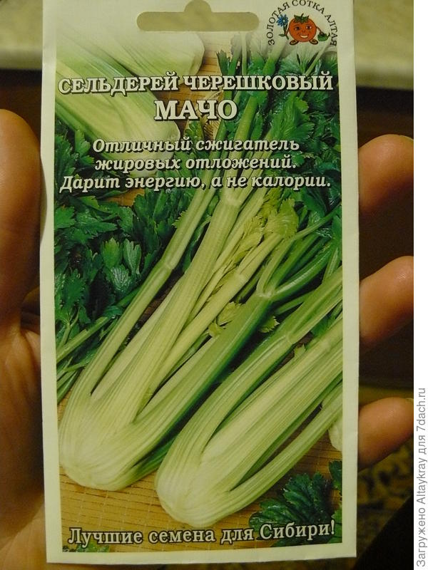 семена Сельдерея черешкового